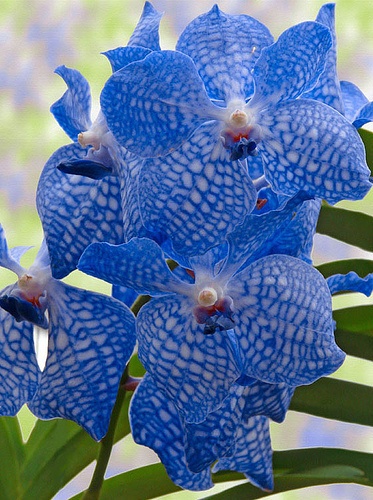 Photo:  Blue Vanda Orchid 